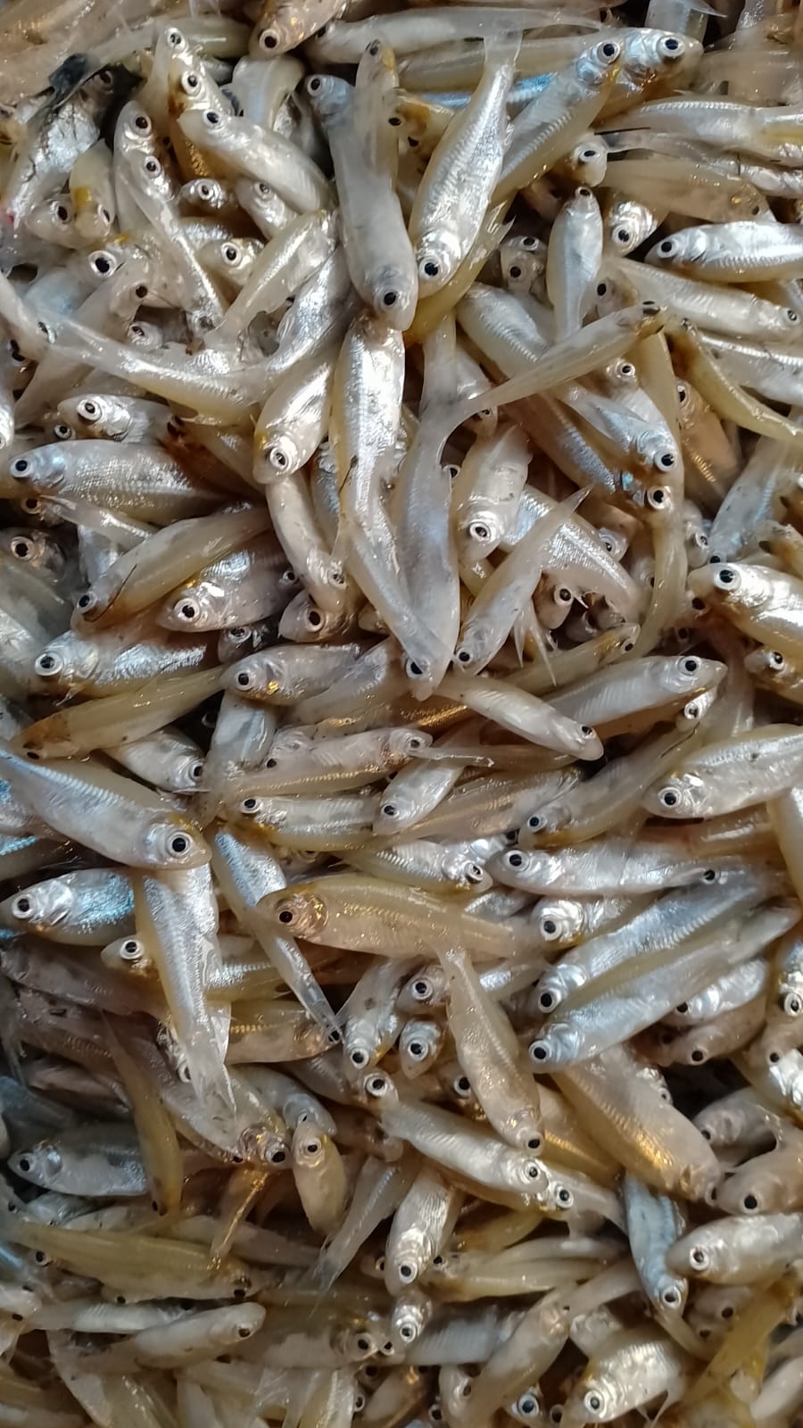 Mourala