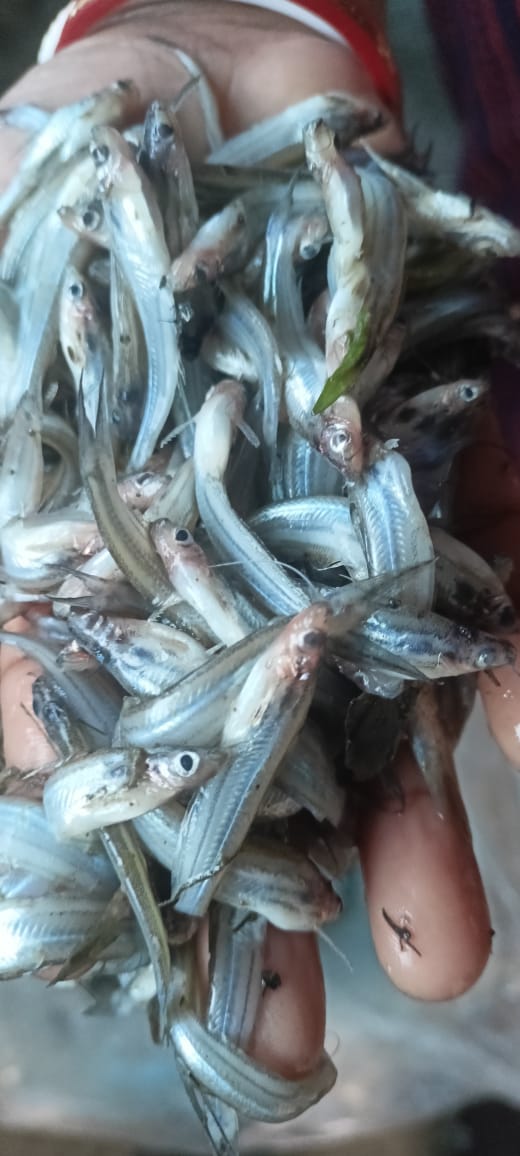 Tinkata Fish